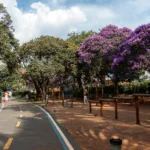 Festival do Cambuci de São Bernardo celebra tradição, sustentabilidade e sabores únicos da Mata Atlântica